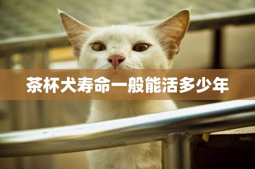 茶杯犬壽命一般能活多少年