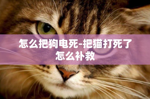 怎么把狗電死-把貓打死了怎么補救
