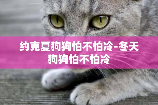 約克夏狗狗怕不怕冷-冬天狗狗怕不怕冷