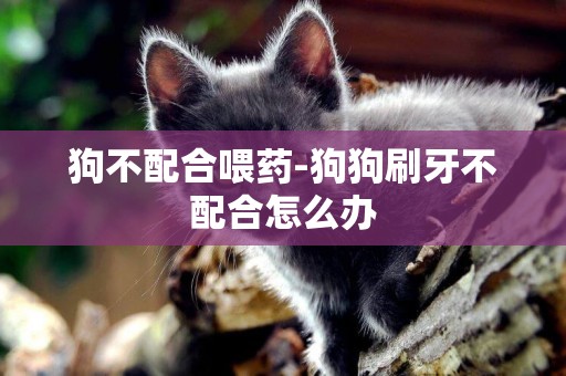 狗不配合喂藥-狗狗刷牙不配合怎么辦