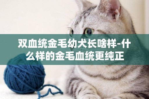 雙血統金毛幼犬長啥樣-什么樣的金毛血統更純正