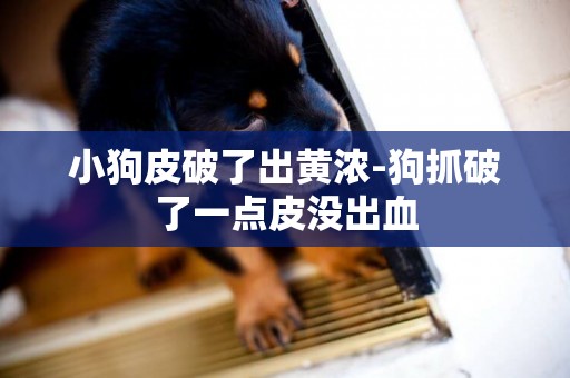 小狗皮破了出黃濃-狗抓破了一點皮沒出血