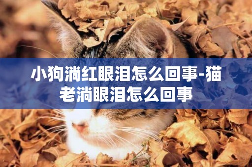 小狗淌紅眼淚怎么回事-貓老淌眼淚怎么回事