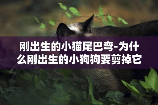 剛出生的小貓尾巴彎-為什么剛出生的小狗狗要剪掉它的尾巴