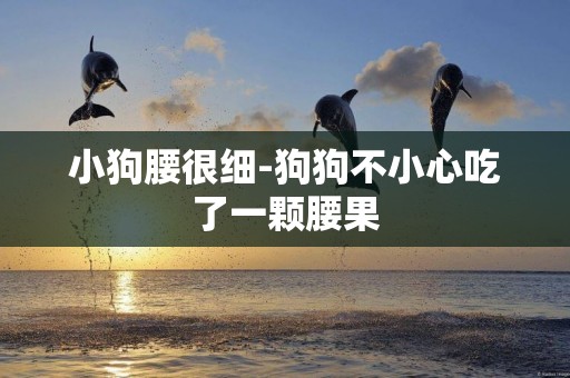小狗腰很細-狗狗不小心吃了一顆腰果