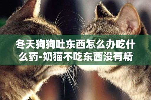 冬天狗狗吐東西怎么辦吃什么藥-奶貓不吃東西沒有精神怎么辦