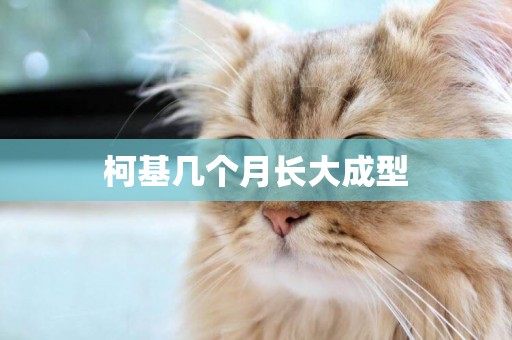 柯基幾個月長大成型
