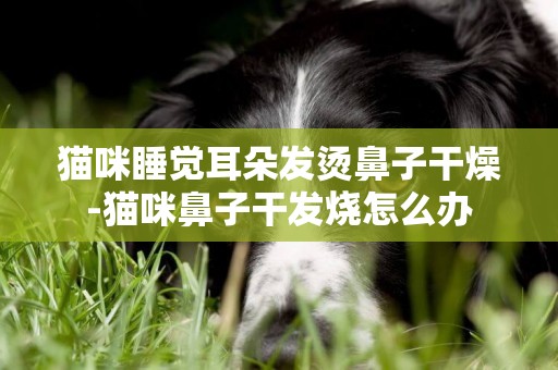貓咪睡覺耳朵發燙鼻子干燥-貓咪鼻子干發燒怎么辦