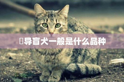 ?導盲犬一般是什么品種