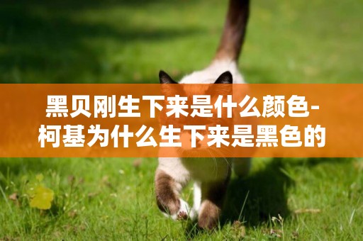 黑貝剛生下來是什么顏色-柯基為什么生下來是黑色的呢