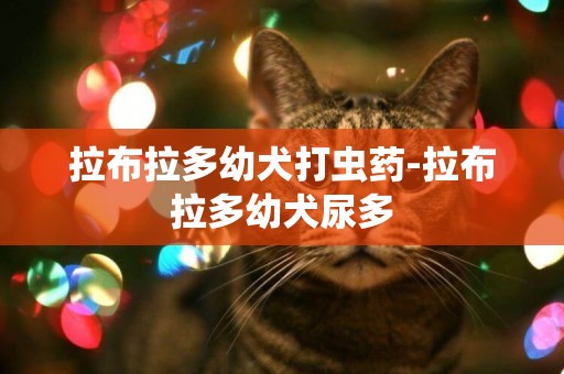 拉布拉多幼犬打蟲藥-拉布拉多幼犬尿多