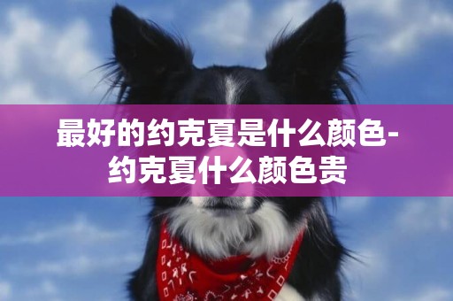 最好的約克夏是什么顏色-約克夏什么顏色貴