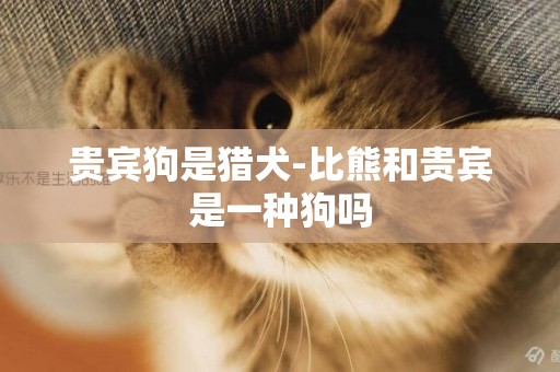 貴賓狗是獵犬-比熊和貴賓是一種狗嗎