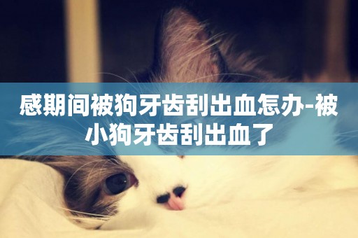 感期間被狗牙齒刮出血怎辦-被小狗牙齒刮出血了