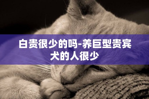 白貴很少的嗎-養巨型貴賓犬的人很少