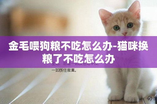 金毛喂狗糧不吃怎么辦-貓咪換糧了不吃怎么辦