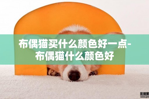 布偶貓買什么顏色好一點-布偶貓什么顏色好