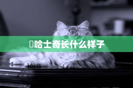 ?哈士奇長什么樣子