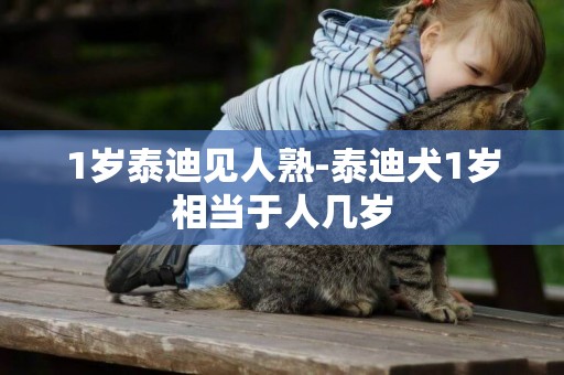 1歲泰迪見人熟-泰迪犬1歲相當于人幾歲