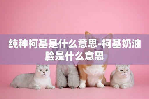 純種柯基是什么意思-柯基奶油臉是什么意思