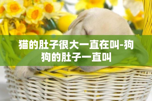 貓的肚子很大一直在叫-狗狗的肚子一直叫