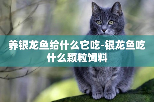 養銀龍魚給什么它吃-銀龍魚吃什么顆粒飼料