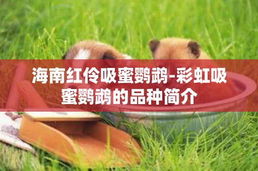 海南紅伶吸蜜鸚鵡-彩虹吸蜜鸚鵡的品種簡介