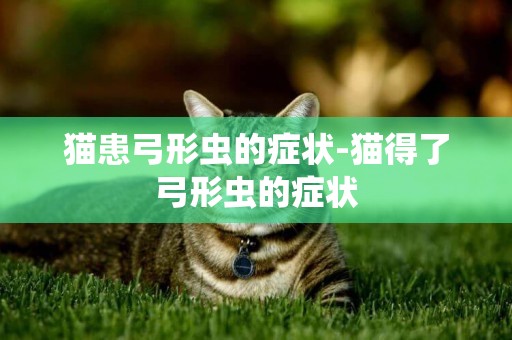 貓患弓形蟲的癥狀-貓得了弓形蟲的癥狀