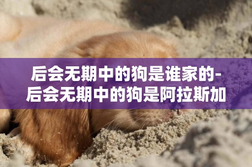 后會無期中的狗是誰家的-后會無期中的狗是阿拉斯加犬雪橇犬嗎