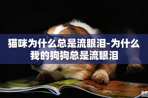 貓咪為什么總是流眼淚-為什么我的狗狗總是流眼淚