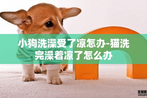 小狗洗澡受了涼怎辦-貓洗完澡著涼了怎么辦