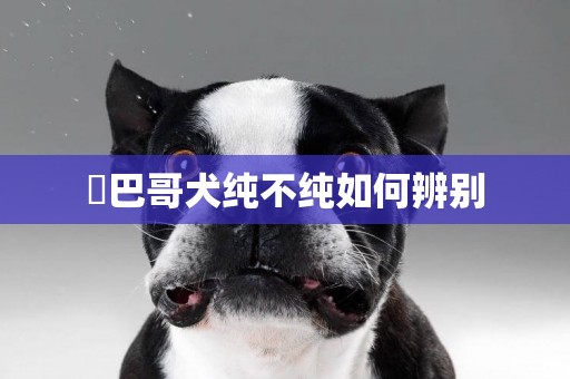 ?巴哥犬純不純如何辨別