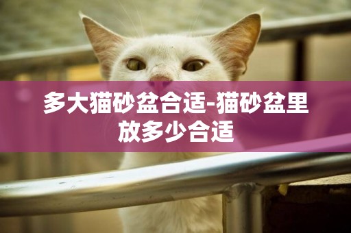 多大貓砂盆合適-貓砂盆里放多少合適