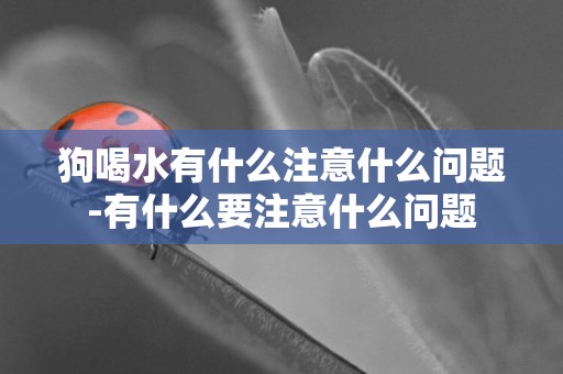 狗喝水有什么注意什么問題-有什么要注意什么問題