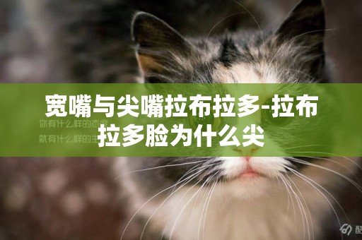 寬嘴與尖嘴拉布拉多-拉布拉多臉為什么尖