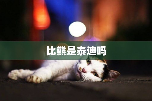 比熊是泰迪嗎