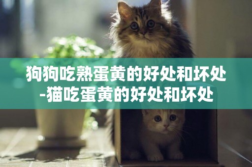 狗狗吃熟蛋黃的好處和壞處-貓吃蛋黃的好處和壞處