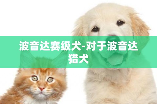 波音達賽級犬-對于波音達獵犬