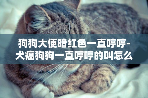 狗狗大便暗紅色一直哼哼-犬瘟狗狗一直哼哼的叫怎么辦