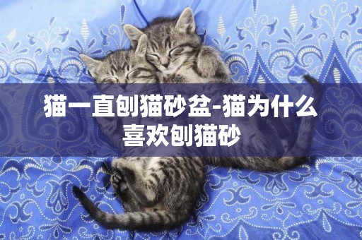 貓一直刨貓砂盆-貓為什么喜歡刨貓砂