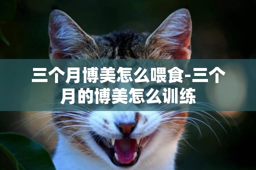 三個月博美怎么喂食-三個月的博美怎么訓練