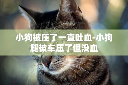 小狗被壓了一直吐血-小狗腿被車壓了但沒血
