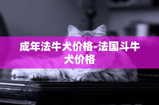 成年法牛犬價格-法國斗牛犬價格
