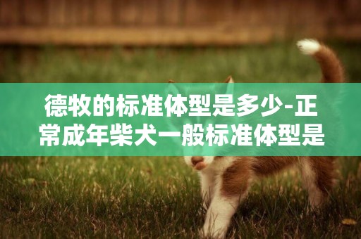 德牧的標準體型是多少-正常成年柴犬一般標準體型是多少