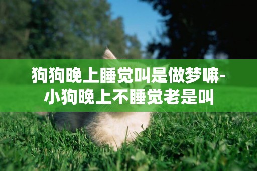 狗狗晚上睡覺叫是做夢嘛-小狗晚上不睡覺老是叫