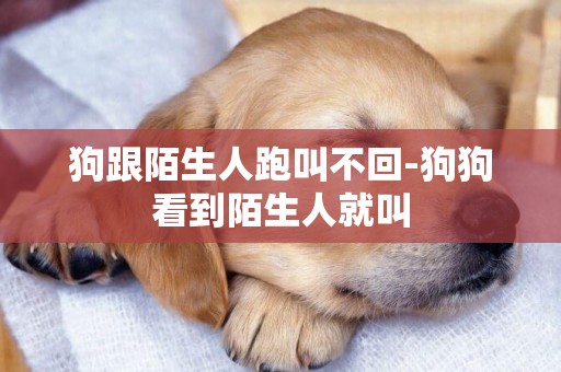 狗跟陌生人跑叫不回-狗狗看到陌生人就叫