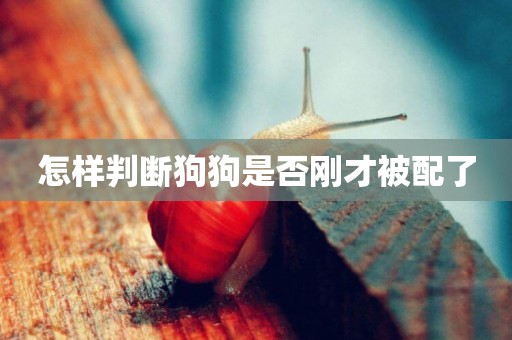 怎樣判斷狗狗是否剛才被配了
