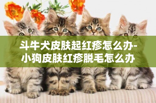 斗牛犬皮膚起紅疹怎么辦-小狗皮膚紅疹脫毛怎么辦