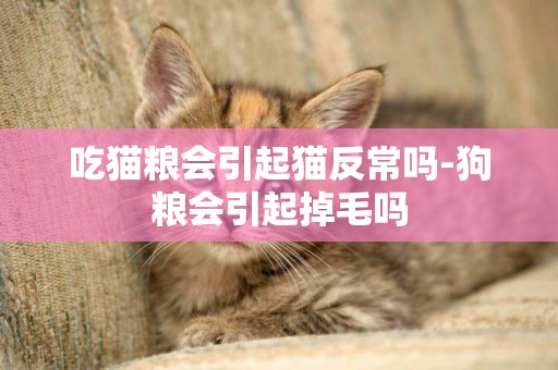 吃貓糧會引起貓反常嗎-狗糧會引起掉毛嗎