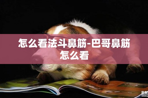 怎么看法斗鼻筋-巴哥鼻筋怎么看